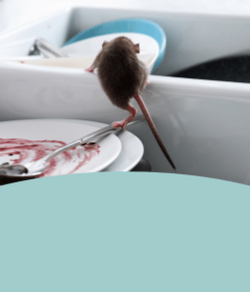Image of a rodent in a kitchen