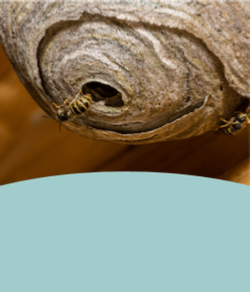 Image of a wasp nest