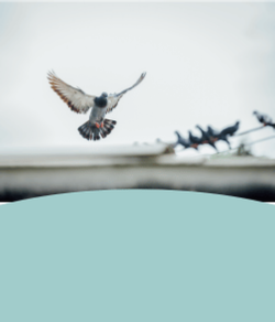 Image of a pigeon