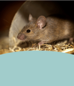 Image of a rodent