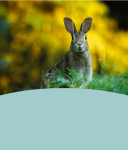 Image of a rabbit