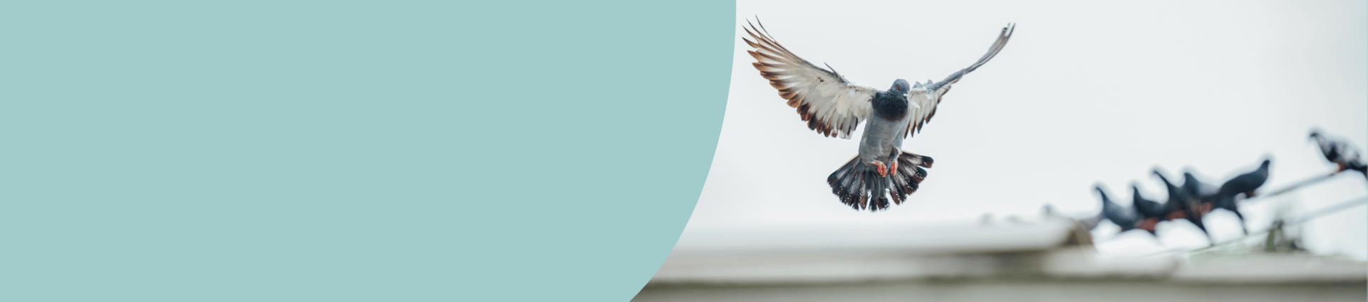 Image of pigeons