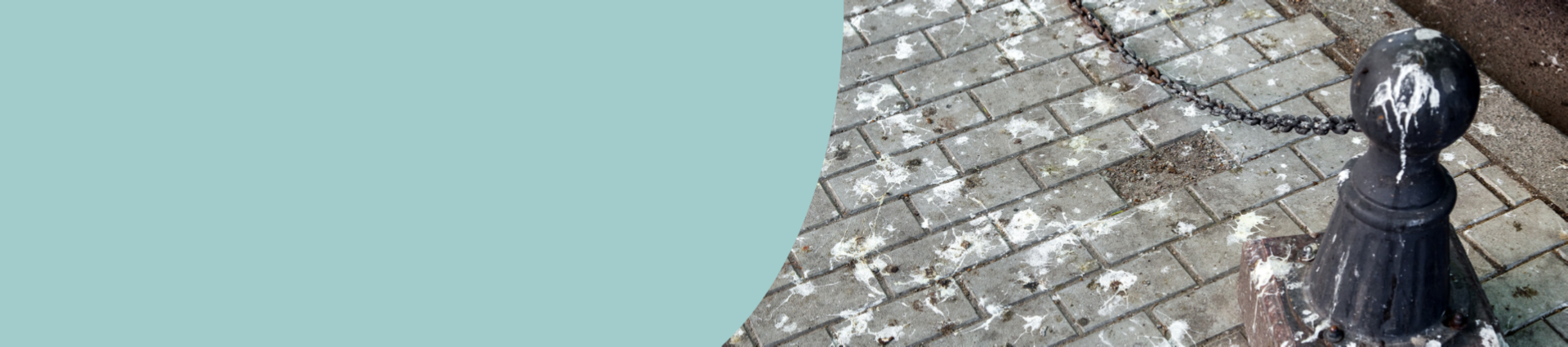 Image of bird guano