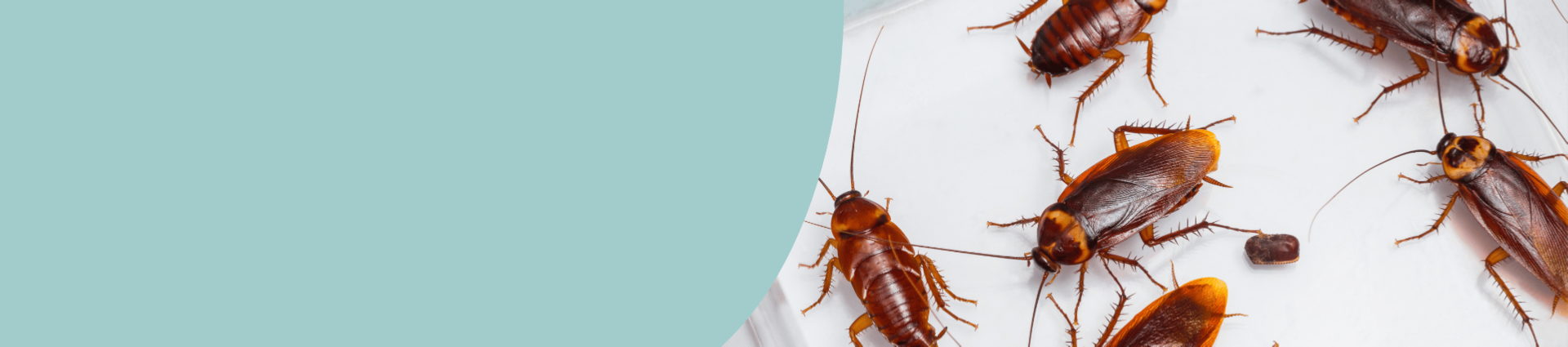 Image of cockroaches