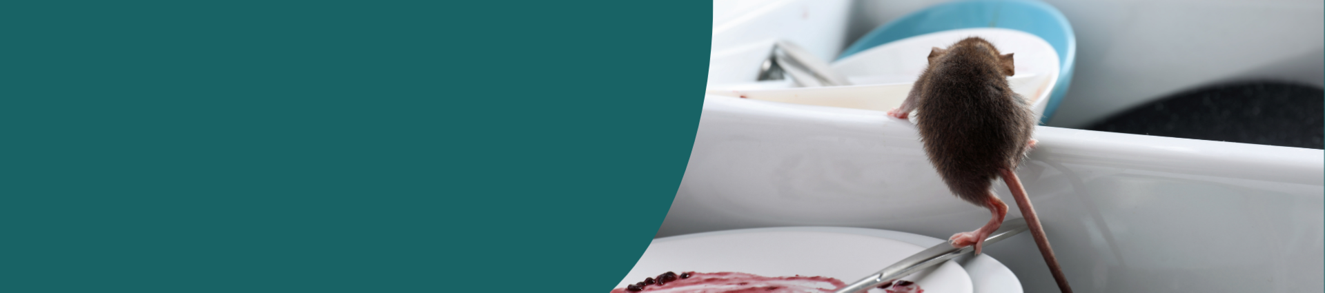 Image of a rodent in a kitchen