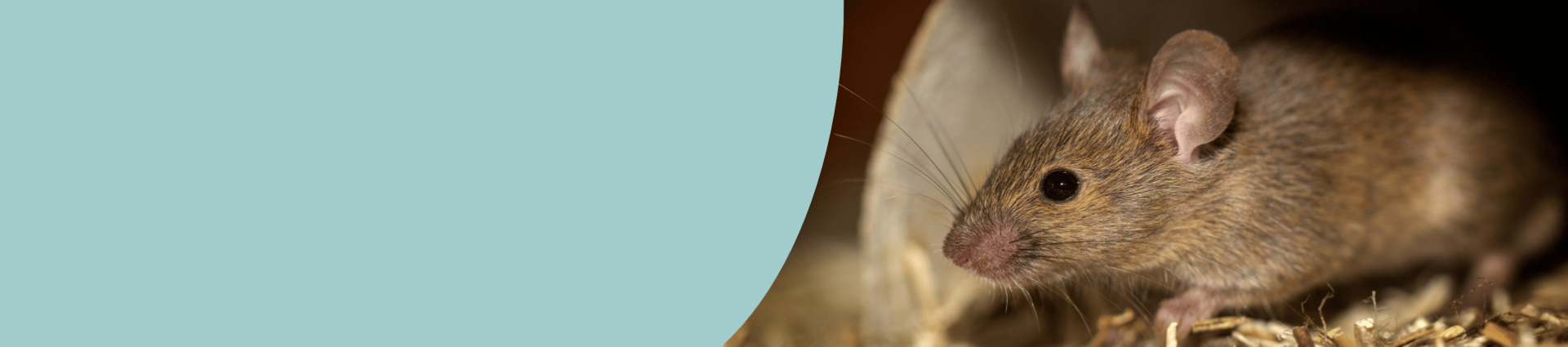  Image of a rodent