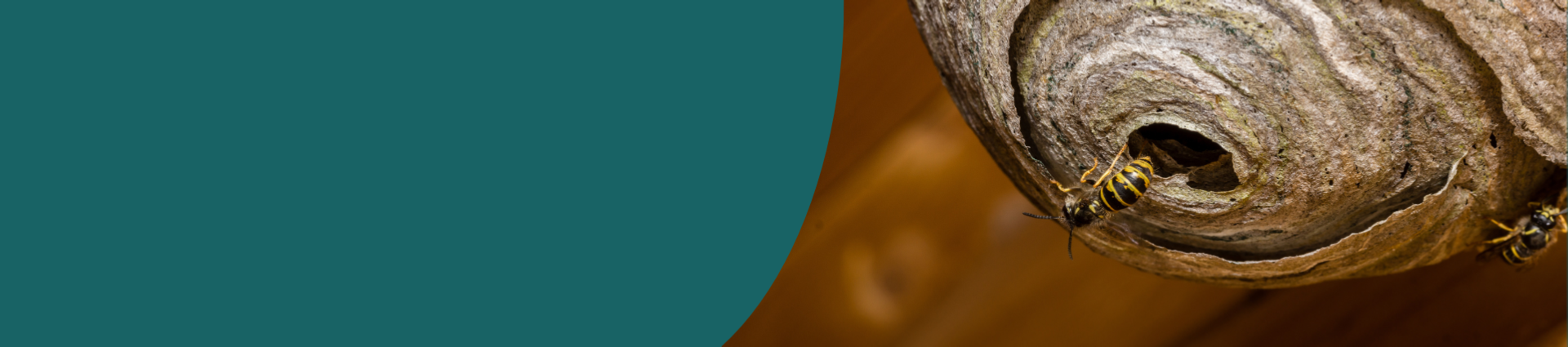 Image of a wasp nest