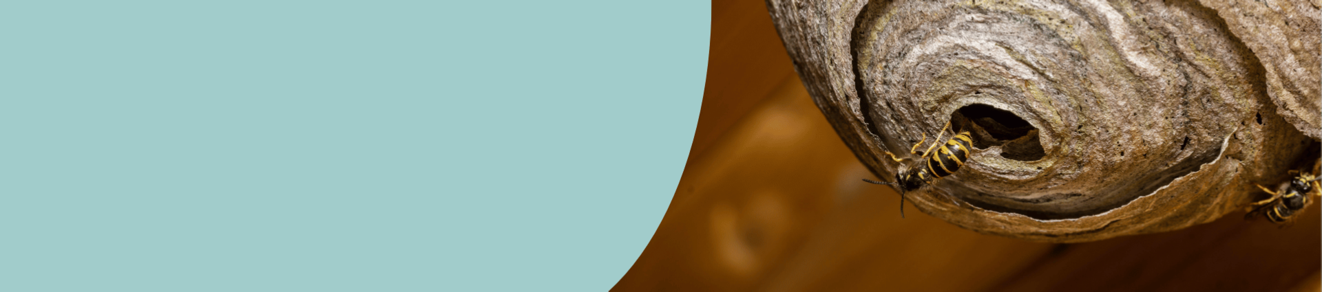 Image of a wasp nest