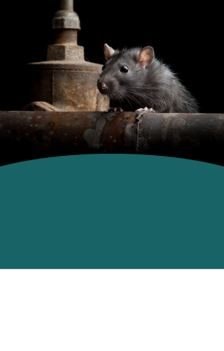 Header image of a rat