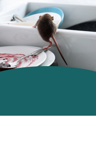 Image of a rodent in a kitchen