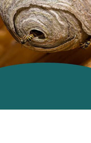 Image of a wasp nest