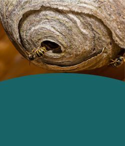 Wasp Nest Treatment